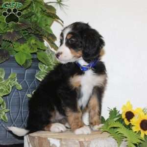Sugar, Bernedoodle Puppy